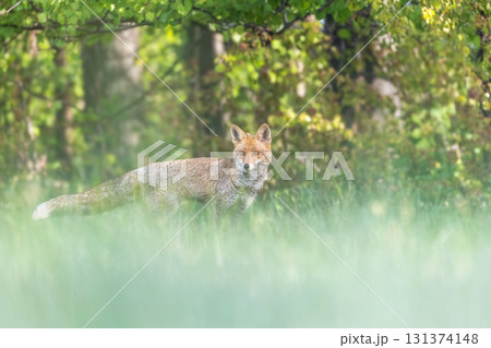 Cute red fox portrait outside. Cute red fox portrait outside. 131374148
