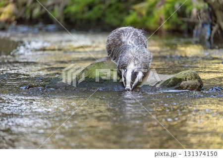 Front view of a European badger drinking from a river. 131374150