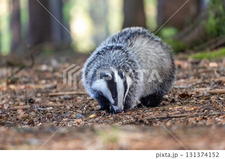 Front view of European badger posing in the forest. 131374152