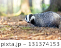 Side view of European badger with open mouth posing in the forest. 131374153
