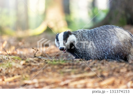 Side view of European badger with open mouth posing in the forest. 131374153