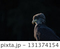 Side view portrait of osprey in wildlife. Dark  background 131374154