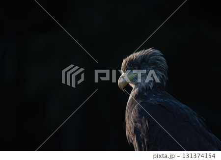 Side view portrait of osprey in wildlife. Dark background Side view portrait of osprey in wildlife. Dark background 131374154