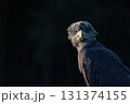 Front view portrait of osprey in wildlife. Dark  background. 131374155