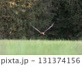 Golden eagle is taking off over a meadow. 131374156