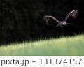 Golden eagle is taking off  on a dark  background. 131374157