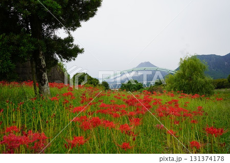普賢岳麓に咲く彼岸花 131374178