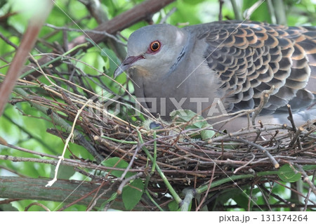 キジバトの子育て 131374264