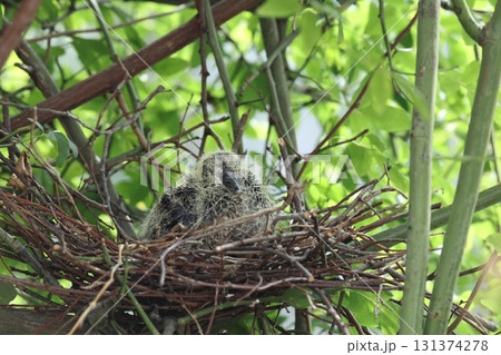 キジバトの子育て 131374278