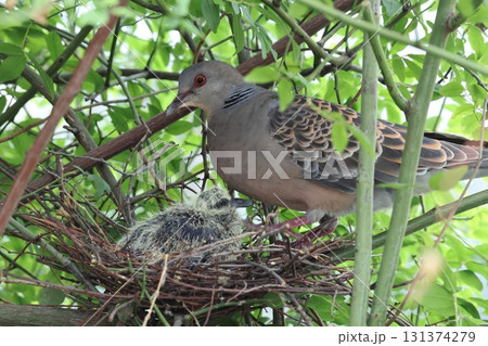 キジバトの子育て 131374279