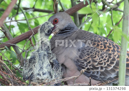 キジバトの子育て 131374298
