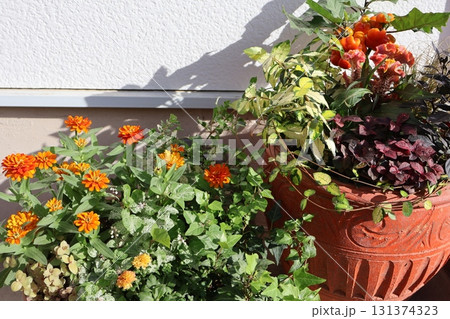 秋の花の寄せ植え&寄せ鉢 秋の花の寄せ植え&寄せ鉢 131374323