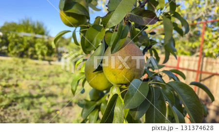 Ripe fruits on a pear tree. Pears on tree branches. Autumn harvest. Ripe fruits on a pear tree. Pears on tree branches. Autumn harvest. 131374628