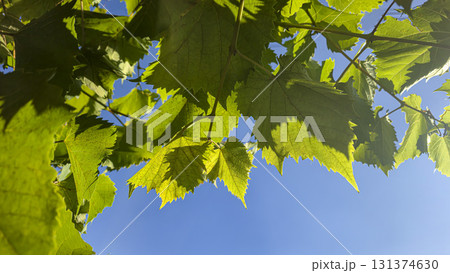 Leaves and ripe bunches of grapes at the dacha. Harvesting in the fall. Leaves and ripe bunches of grapes at the dacha. Harvesting in the fall. 131374630