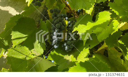 Leaves and ripe bunches of grapes at the dacha. Harvesting in the fall. Leaves and ripe bunches of grapes at the dacha. Harvesting in the fall. 131374631
