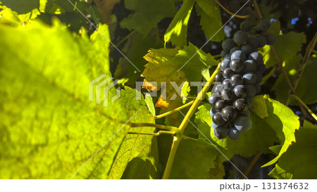 Leaves and ripe bunches of grapes at the dacha. Harvesting in the fall. Leaves and ripe bunches of grapes at the dacha. Harvesting in the fall. 131374632