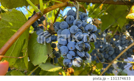 Leaves and ripe bunches of grapes at the dacha. Harvesting in the fall. Leaves and ripe bunches of grapes at the dacha. Harvesting in the fall. 131374633
