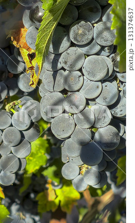 Leaves and ripe bunches of grapes at the dacha. Harvesting in the fall. 131374637
