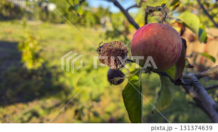 An apple tree covered in mold and rot on a branch. Fruit disease. Moniliosis An apple tree covered in mold and rot on a branch. Fruit disease. Moniliosis 131374639