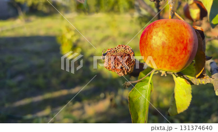 An apple tree covered in mold and rot on a branch. Fruit disease. Moniliosis An apple tree covered in mold and rot on a branch. Fruit disease. Moniliosis 131374640