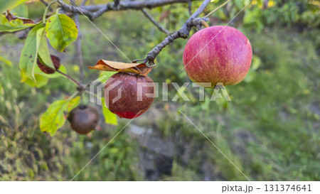 An apple tree covered in mold and rot on a branch. Fruit disease. Moniliosis 131374641