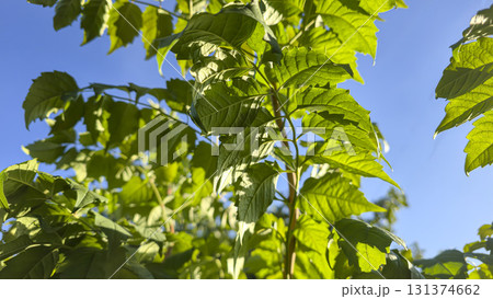 Decorative leaves of a vine-like plant with long branches. Green plants Decorative leaves of a vine-like plant with long branches. Green plants 131374662