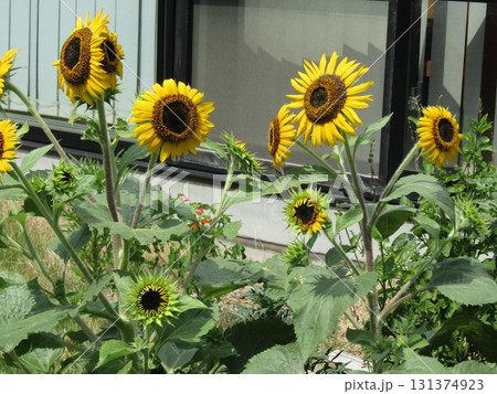 夏の花といえば黄色いヒマワリこれは矮性ヒマワリ 131374923