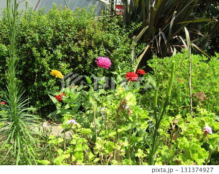 百日草の桃色と赤色と黄色の花 百日草の桃色と赤色と黄色の花 131374927