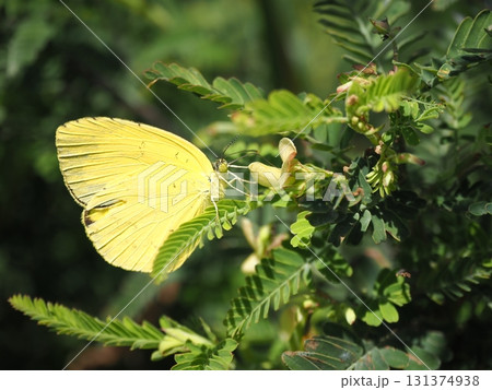 蜜を吸うキタキチョウ 蜜を吸うキタキチョウ 131374938