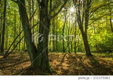 Sun in the mysterious natural forest Sun in the mysterious natural forest 131375061