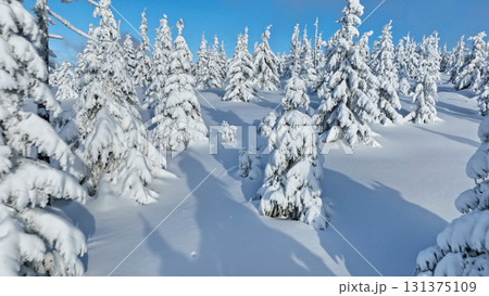 Scenic snowy image of spruces tree. Frosty day, calm wintry scene. Location Czech republic, Europe. Great picture of wild area. Explore the beauty of earth. Tourism concept. 131375109