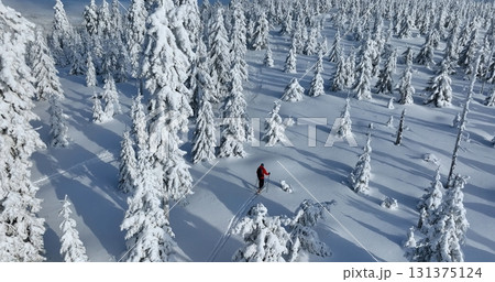 Aerial view of ski touring man crossing winter spruce forest, fresh snow. Clear sunny day, winter sport activity. 131375124
