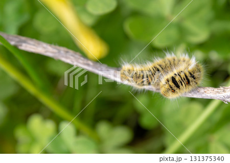 Furry Yellow Caterpillar on Plant Stem Furry Yellow Caterpillar on Plant Stem 131375340