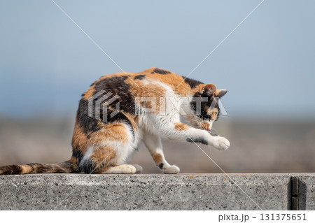 堤防で毛繕いをする猫　三毛猫 131375651