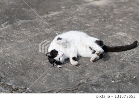 路上で寝転がる可愛い猫　黒白猫 131375653
