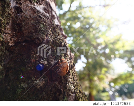 樹に残るセミの抜け殻 131375688