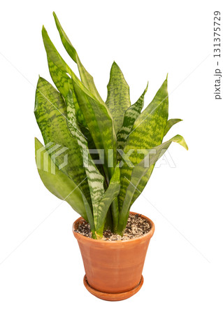 Lush green sansevieria plant thriving in terracotta pot isolated on white background 131375729