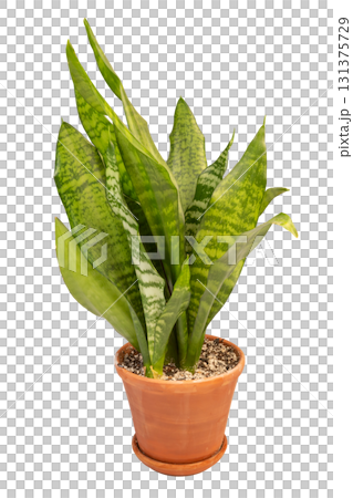 Lush green sansevieria plant thriving in terracotta pot isolated on white background 131375729