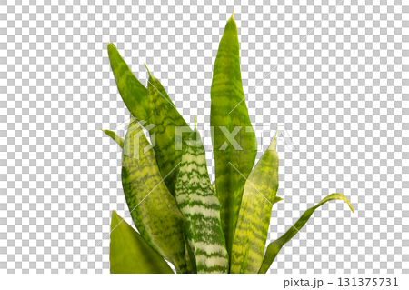 sansevieria plant leaves isolated on white background. plant with long, upright leaves with striking green patterns 131375731
