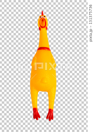 rubber screaming chicken toy for dogs isolated on white background. Bright yellow chicken toy doll 131375736