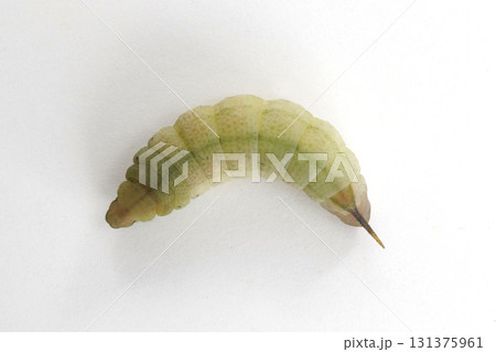 ホシホウジャク 前蛹 ホシホウジャク 前蛹 131375961