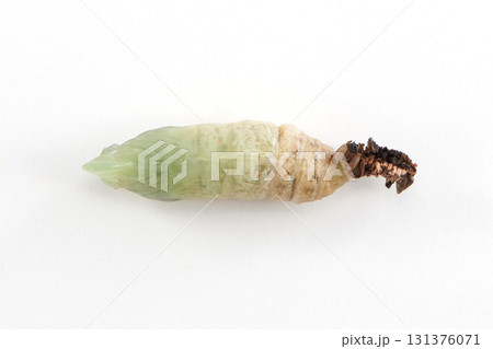 ホシホウジャク ホシホウジャク 131376071