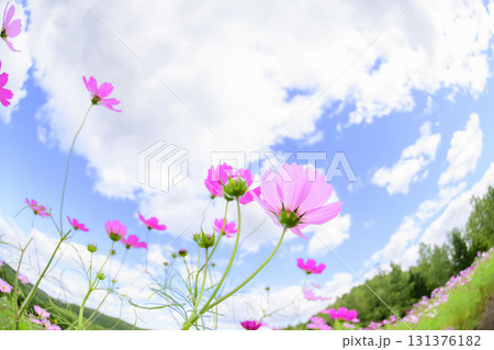 満開のコスモス（魚眼レンズ） 131376182