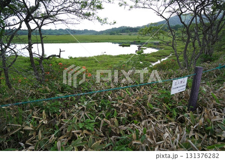 霧ヶ峰　八島湿原の北側の鎌が池付近　2025年6月19日 131376282