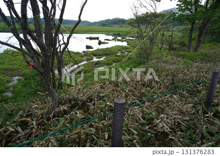 霧ヶ峰 八島湿原の北側の鎌が池付近 2025年6月19日 霧ヶ峰 八島湿原の北側の鎌が池付近 2025年6月19日 131376283