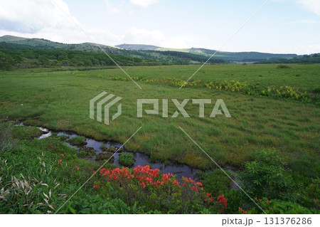 霧ヶ峰　八島湿原の西側遊歩道から見た八島湿原　2025年6月19日 131376286