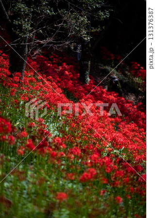 茂木町城山公園の彼岸花 131376387