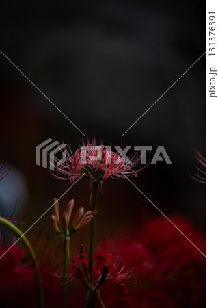 茂木町城山公園の彼岸花 131376391