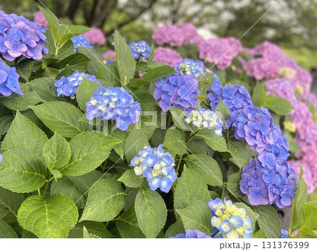 梅雨に咲く紫陽花 梅雨に咲く紫陽花 131376399