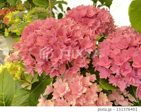 鮮やかな赤い紫陽花 131376401